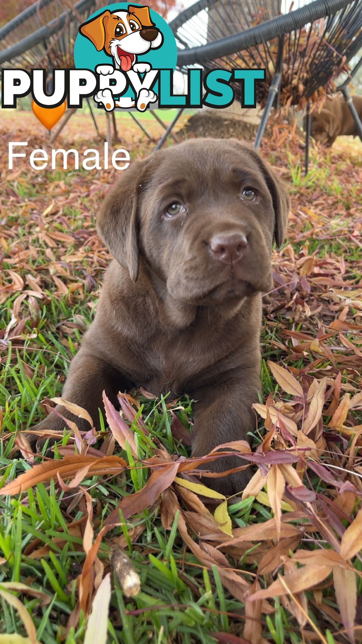 CHOCOLATE LABRADOR PUPPIES