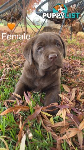 CHOCOLATE LABRADOR PUPPIES