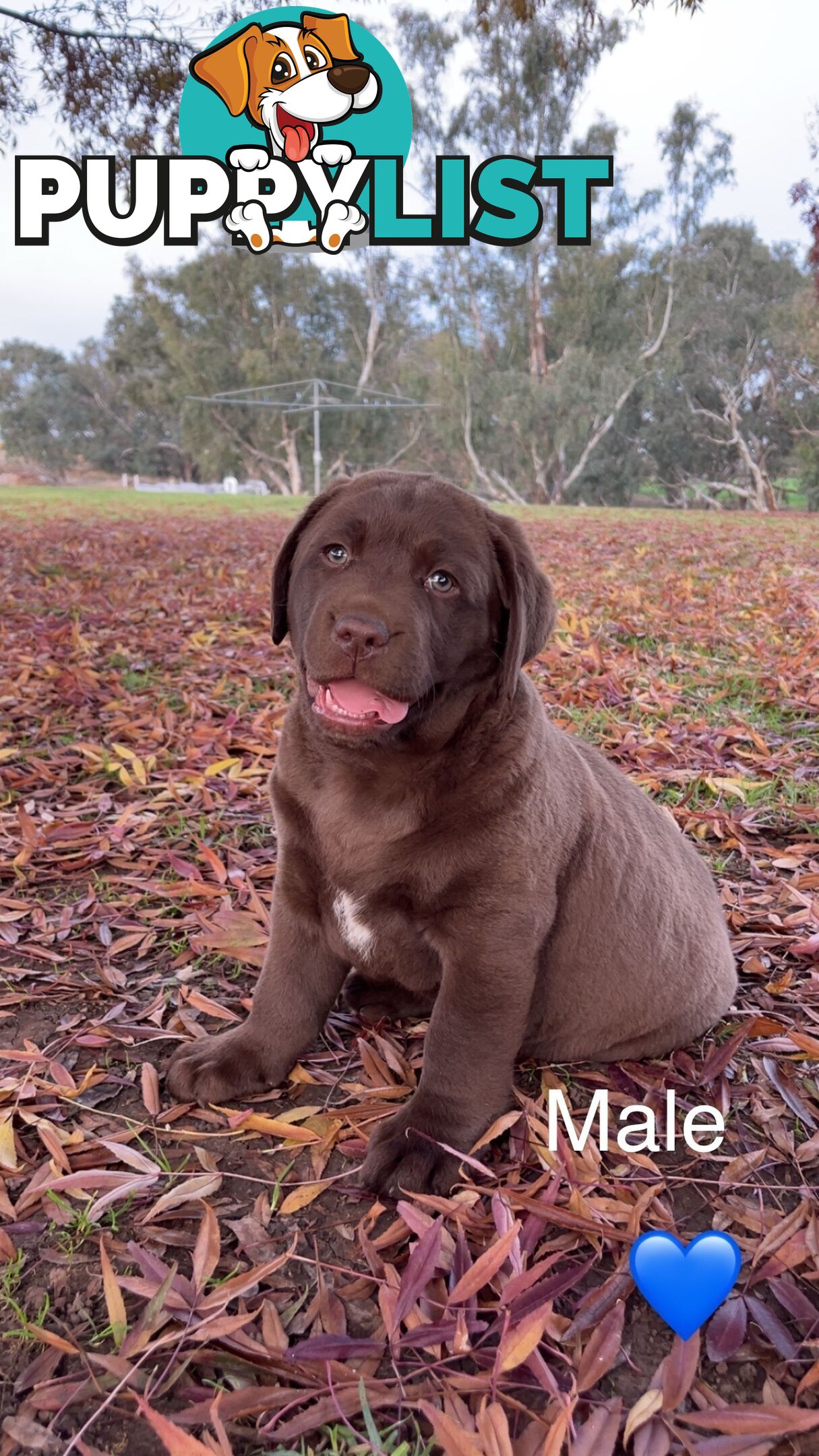 CHOCOLATE LABRADOR PUPPIES