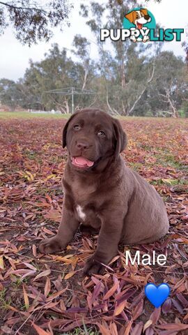 CHOCOLATE LABRADOR PUPPIES