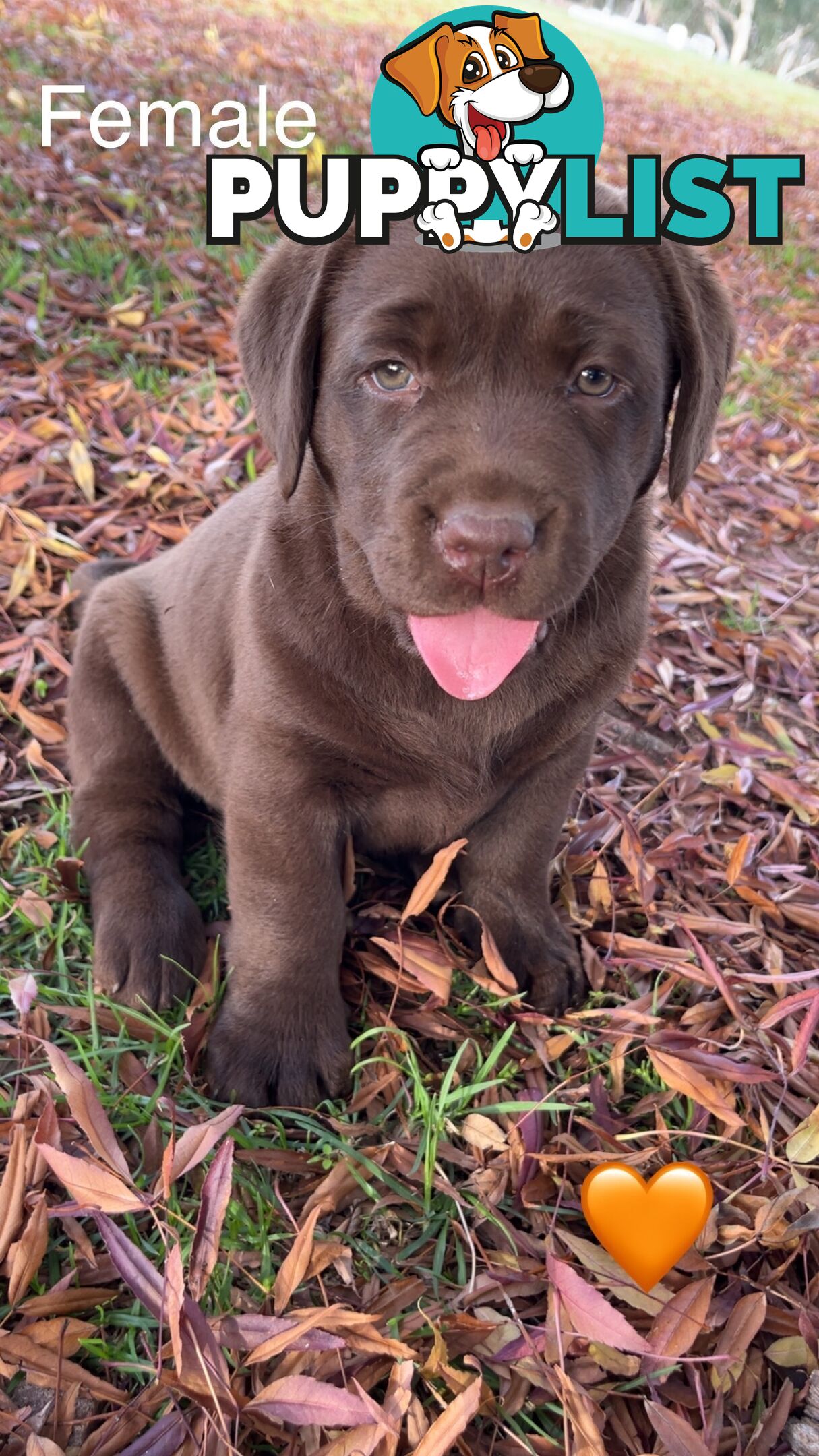 CHOCOLATE LABRADOR PUPPIES