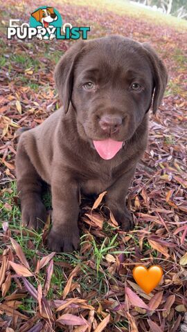 CHOCOLATE LABRADOR PUPPIES