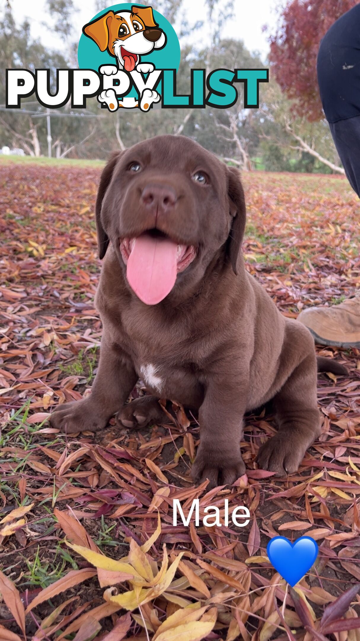 CHOCOLATE LABRADOR PUPPIES