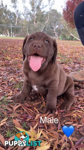 CHOCOLATE LABRADOR PUPPIES
