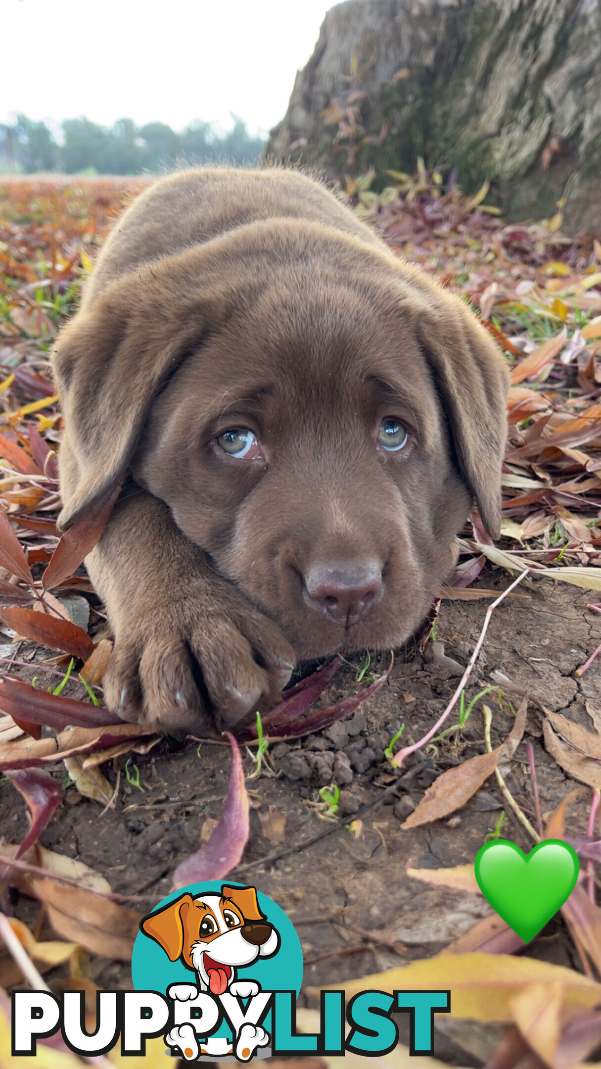 CHOCOLATE LABRADOR PUPPIES
