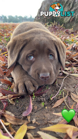CHOCOLATE LABRADOR PUPPIES