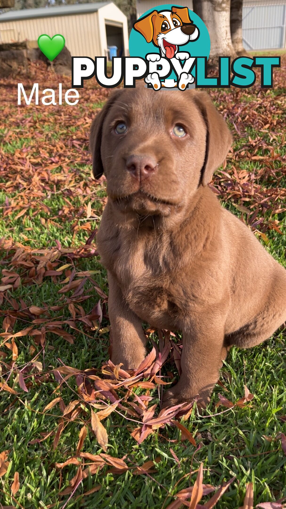 CHOCOLATE LABRADOR PUPPIES
