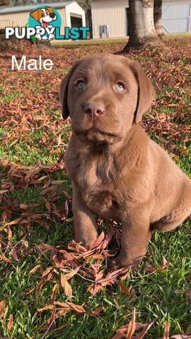 CHOCOLATE LABRADOR PUPPIES
