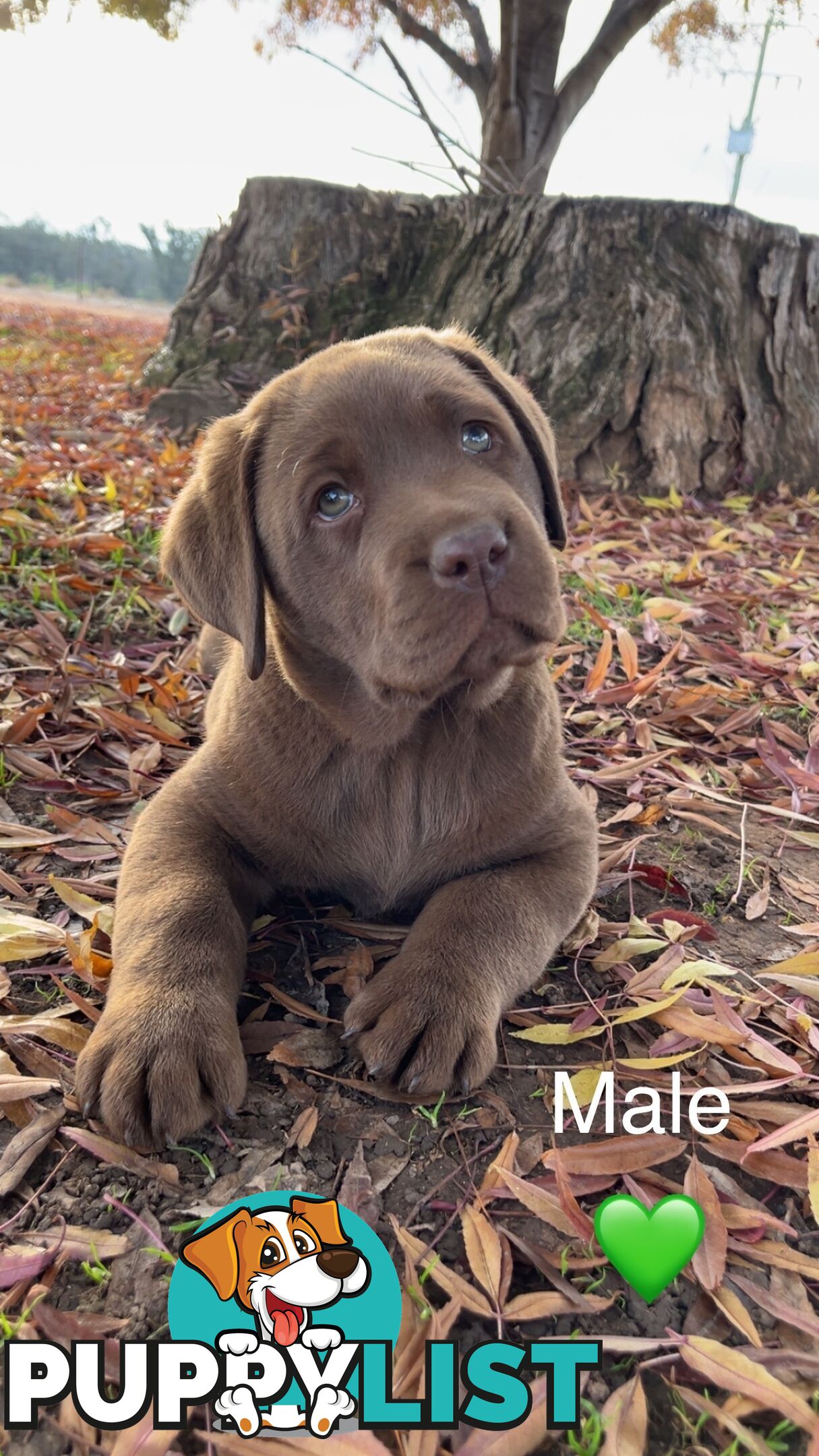 CHOCOLATE LABRADOR PUPPIES