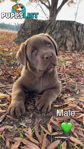 CHOCOLATE LABRADOR PUPPIES