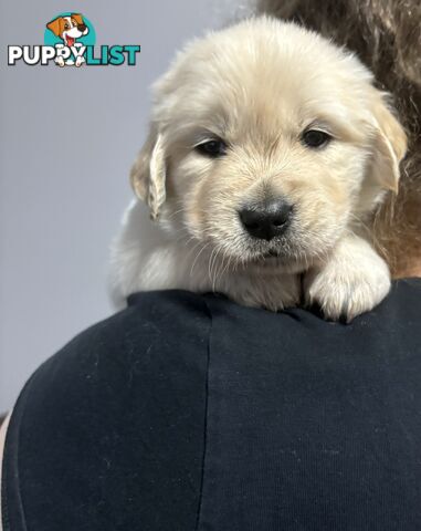 Purebred Golden Retriever Puppies