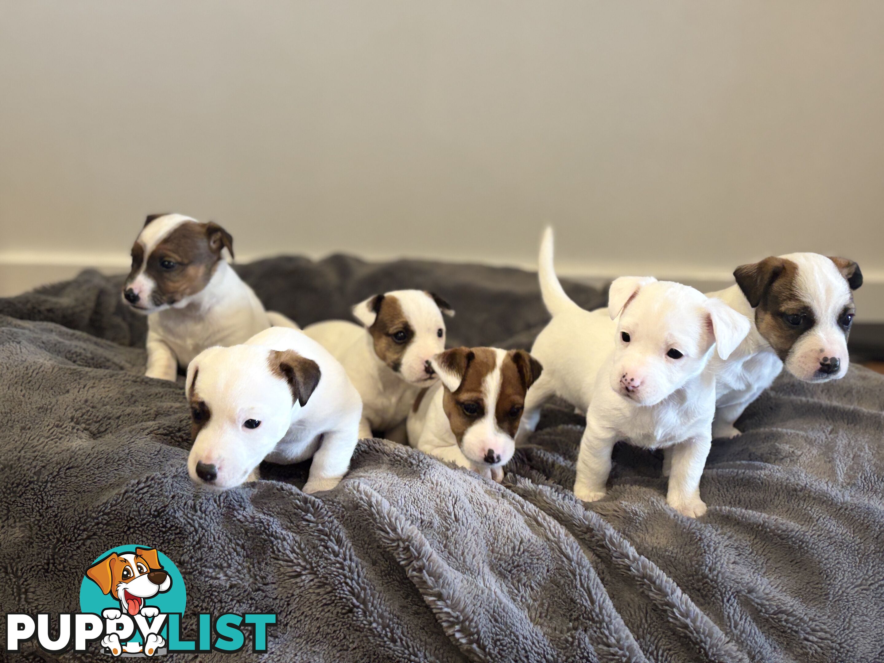 Jack Russell Puppies