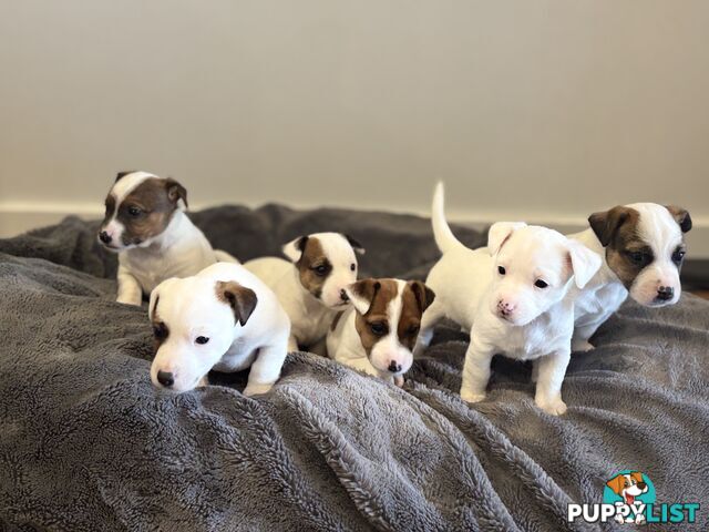 Jack Russell Puppies