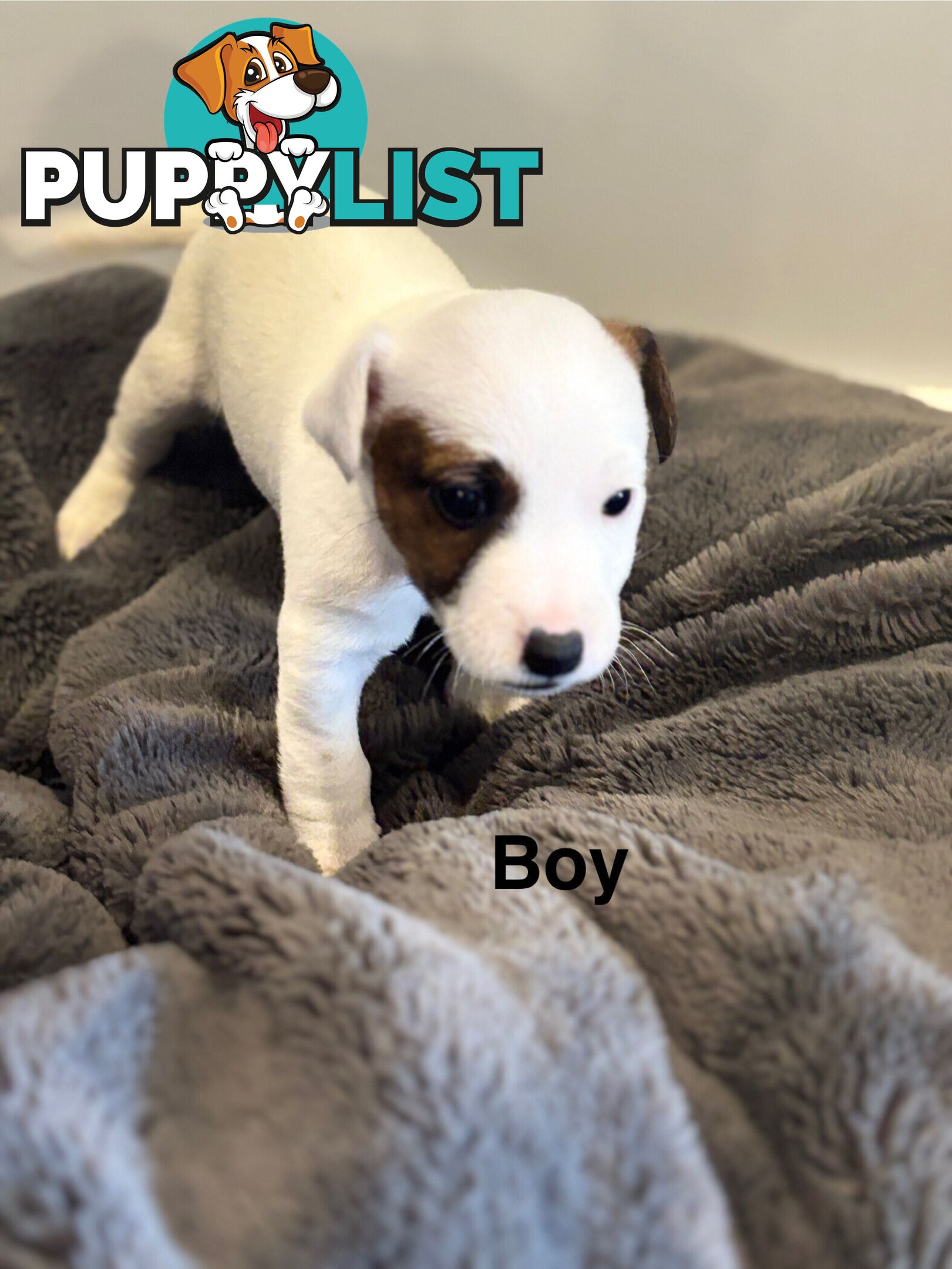 Jack Russell Puppies