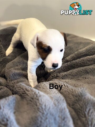 Jack Russell Puppies