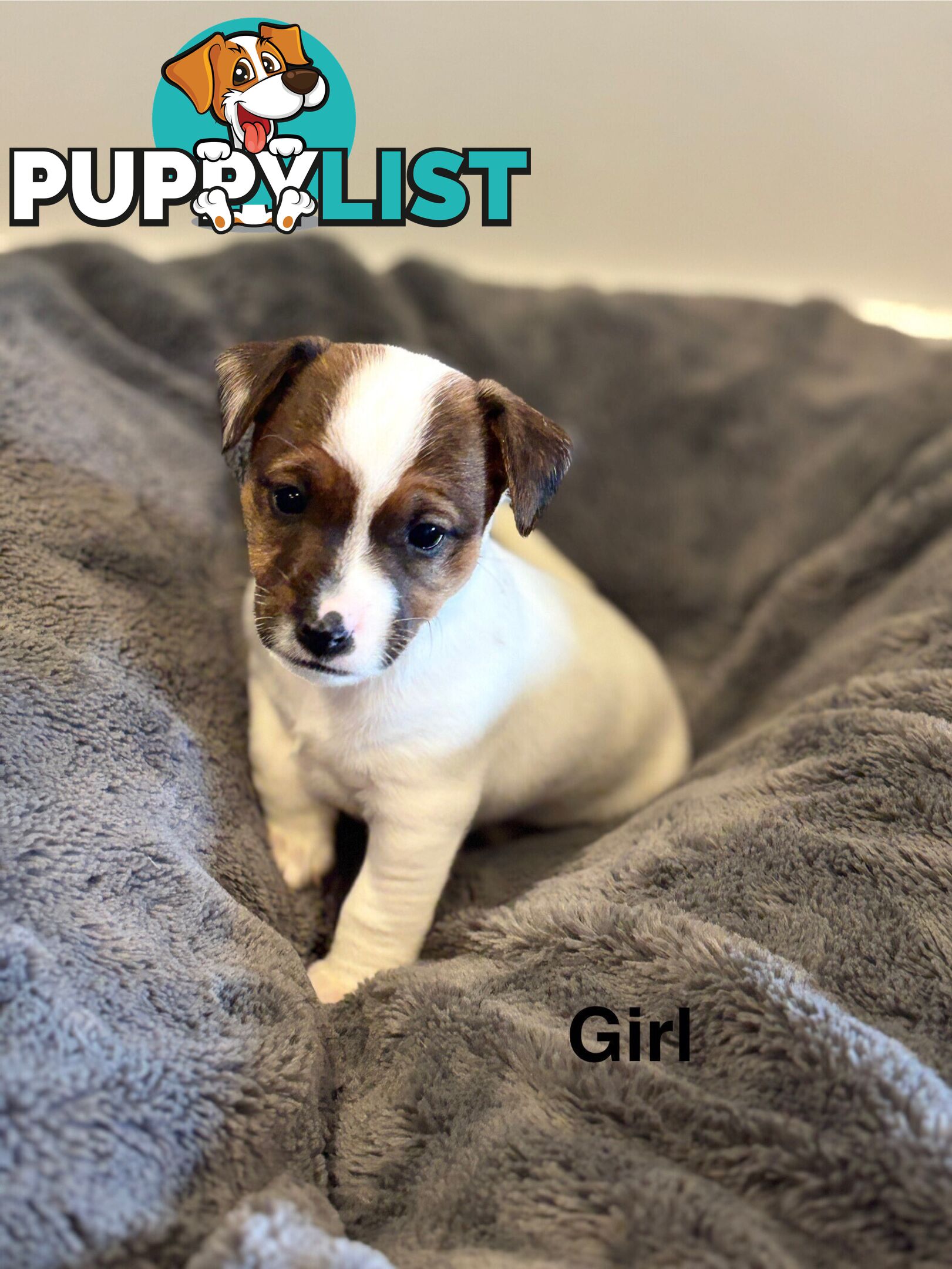 Jack Russell Puppies