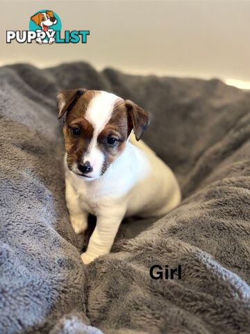 Jack Russell Puppies