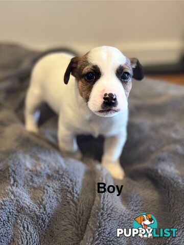 Jack Russell Puppies