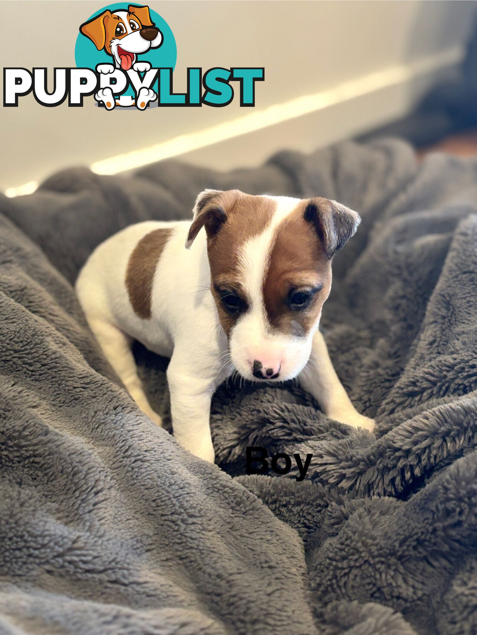 Jack Russell Puppies