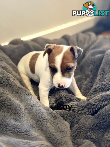 Jack Russell Puppies
