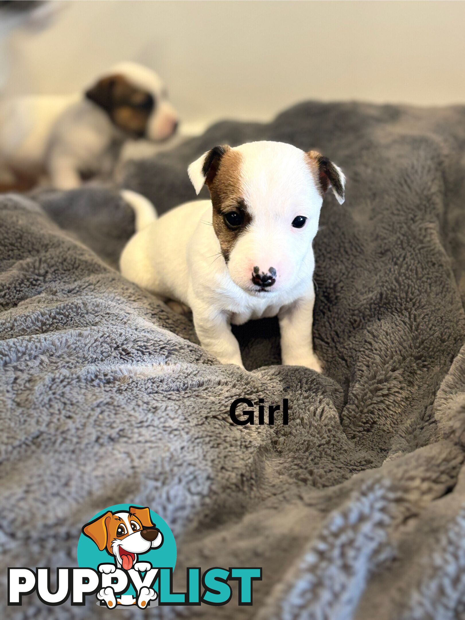 Jack Russell Puppies