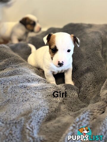 Jack Russell Puppies