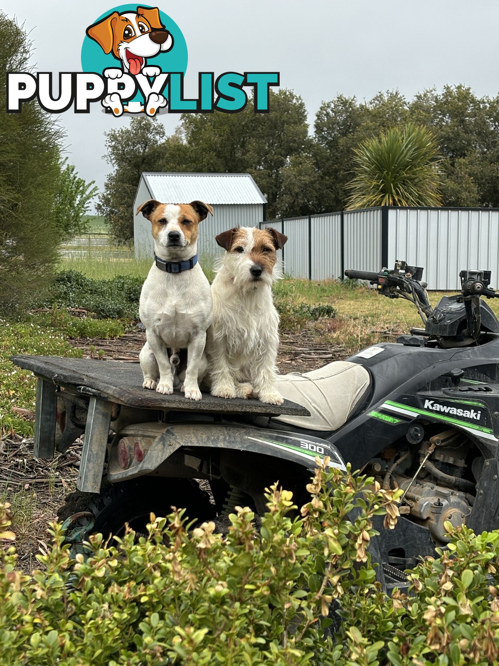 Jack Russell Puppies