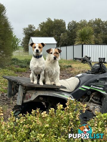 Jack Russell Puppies