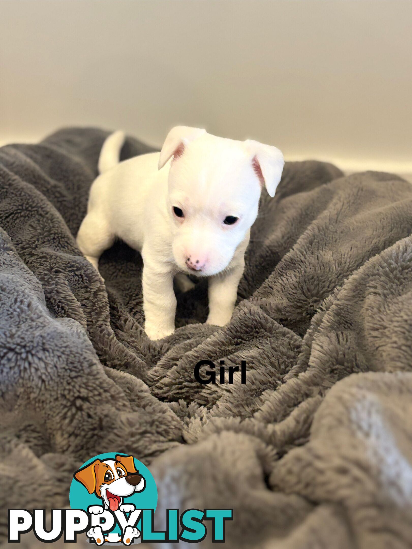 Jack Russell Puppies
