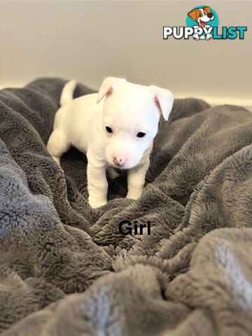 Jack Russell Puppies