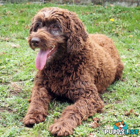 Chocolate Labradoodle Females