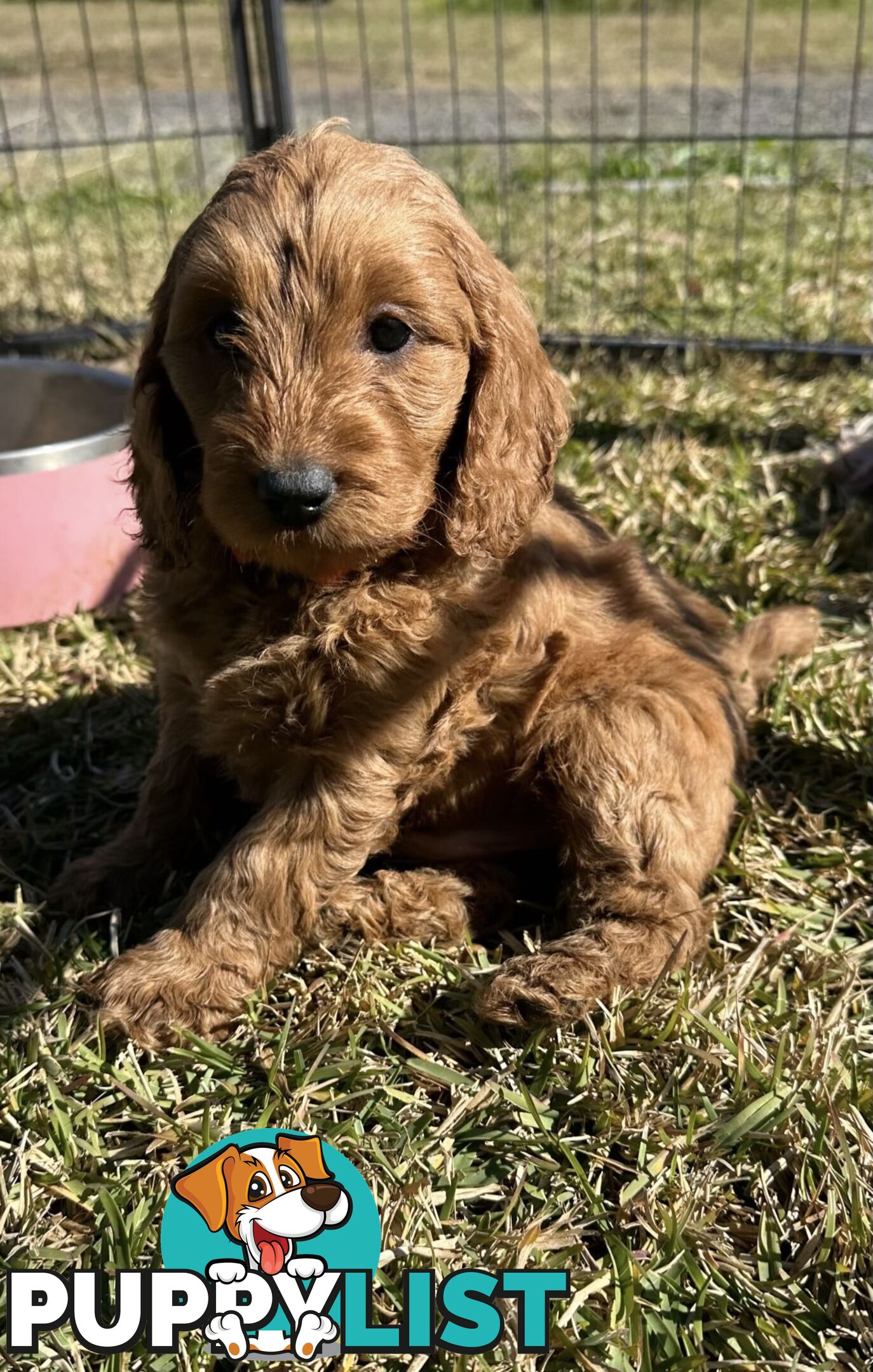 Beautiful Spoodle Puppies