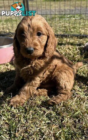 Beautiful Spoodle Puppies