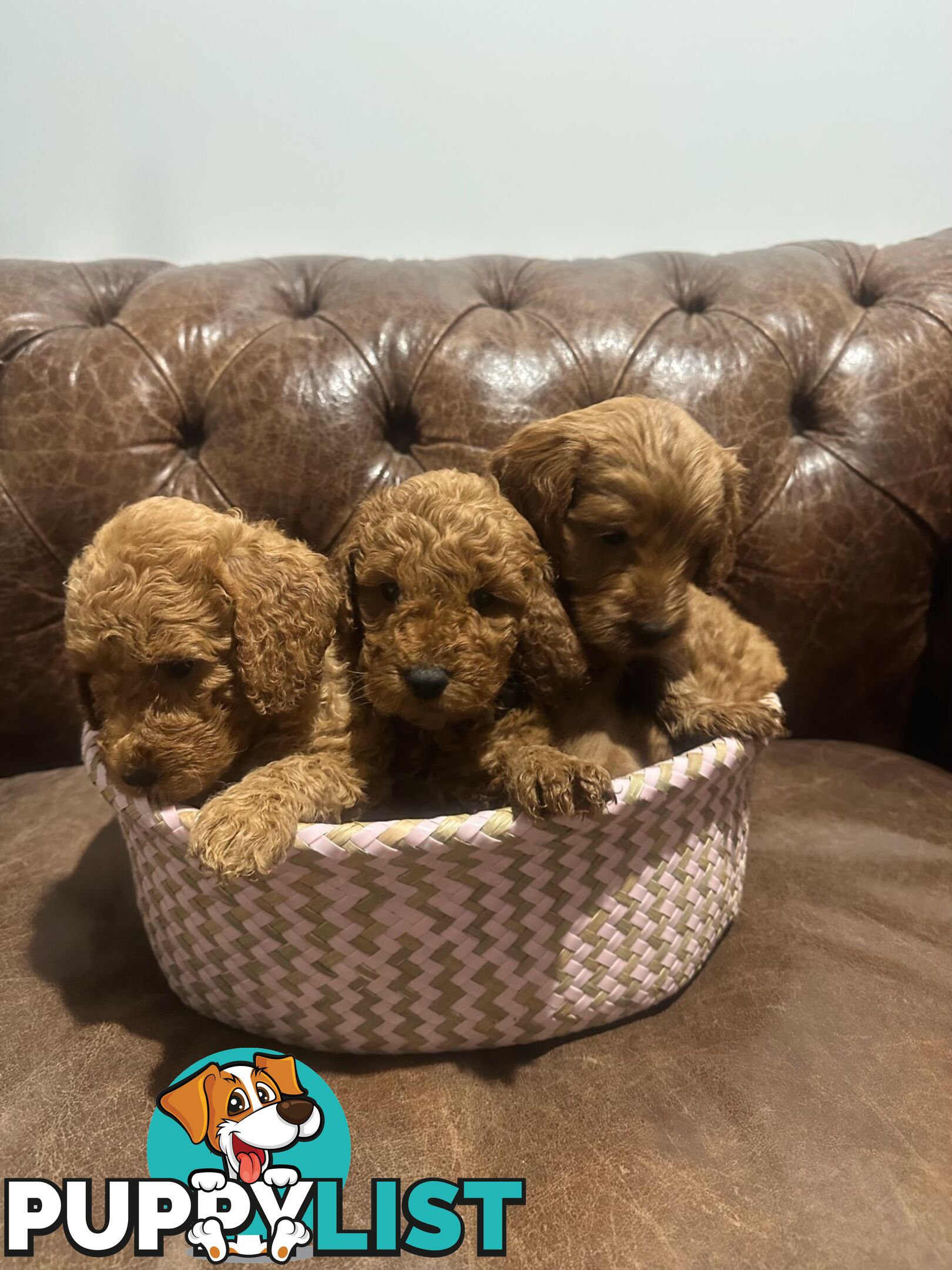 Beautiful Spoodle Puppies