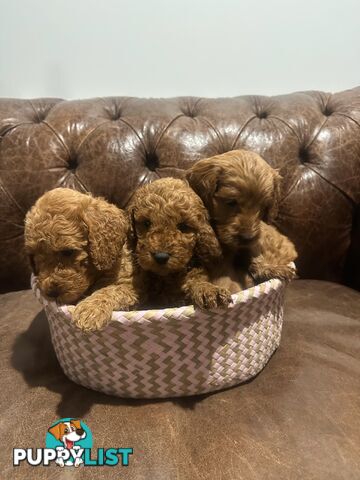 Beautiful Spoodle Puppies