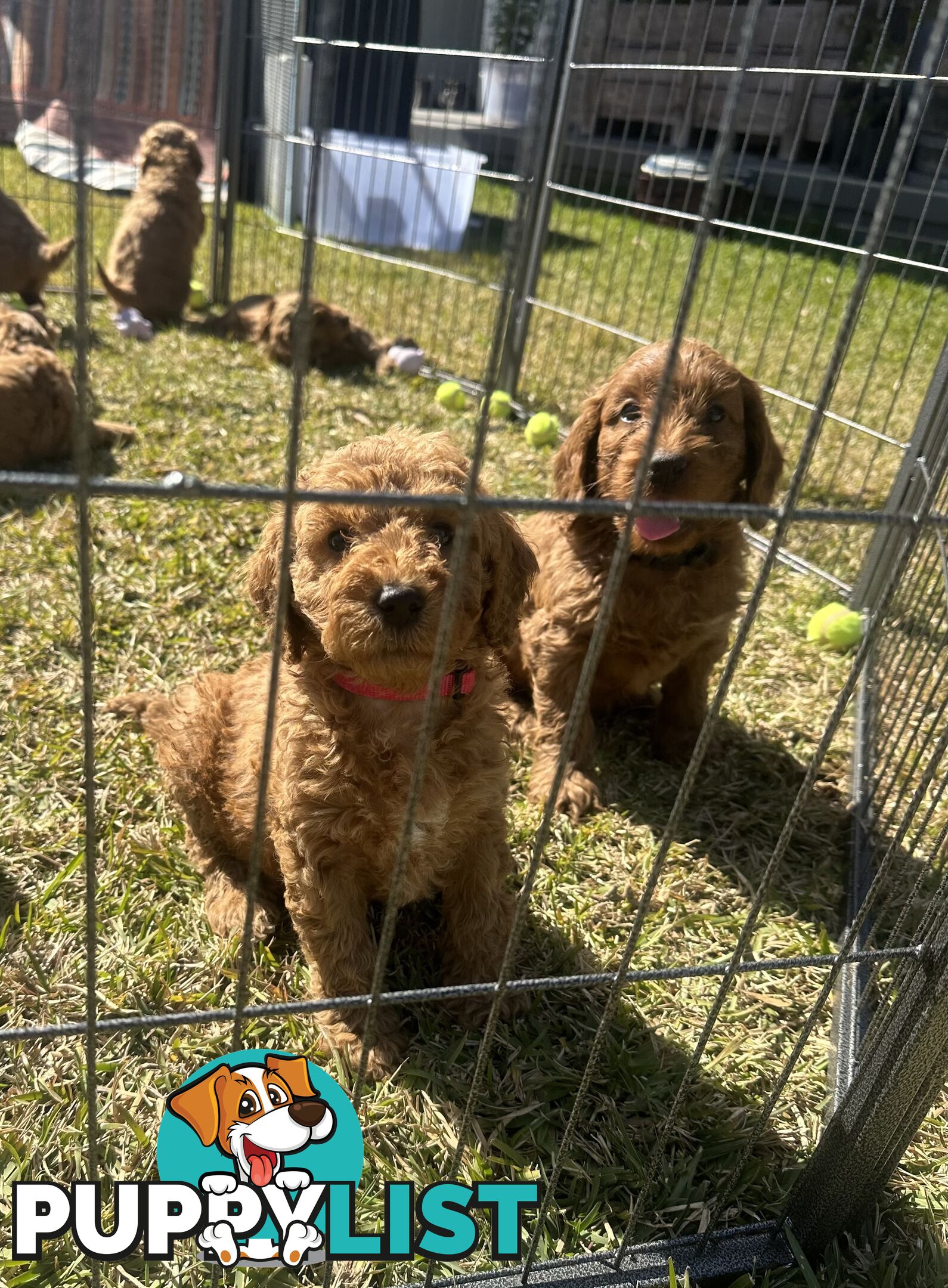 Beautiful Spoodle Puppies