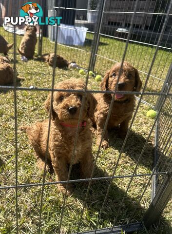 Beautiful Spoodle Puppies