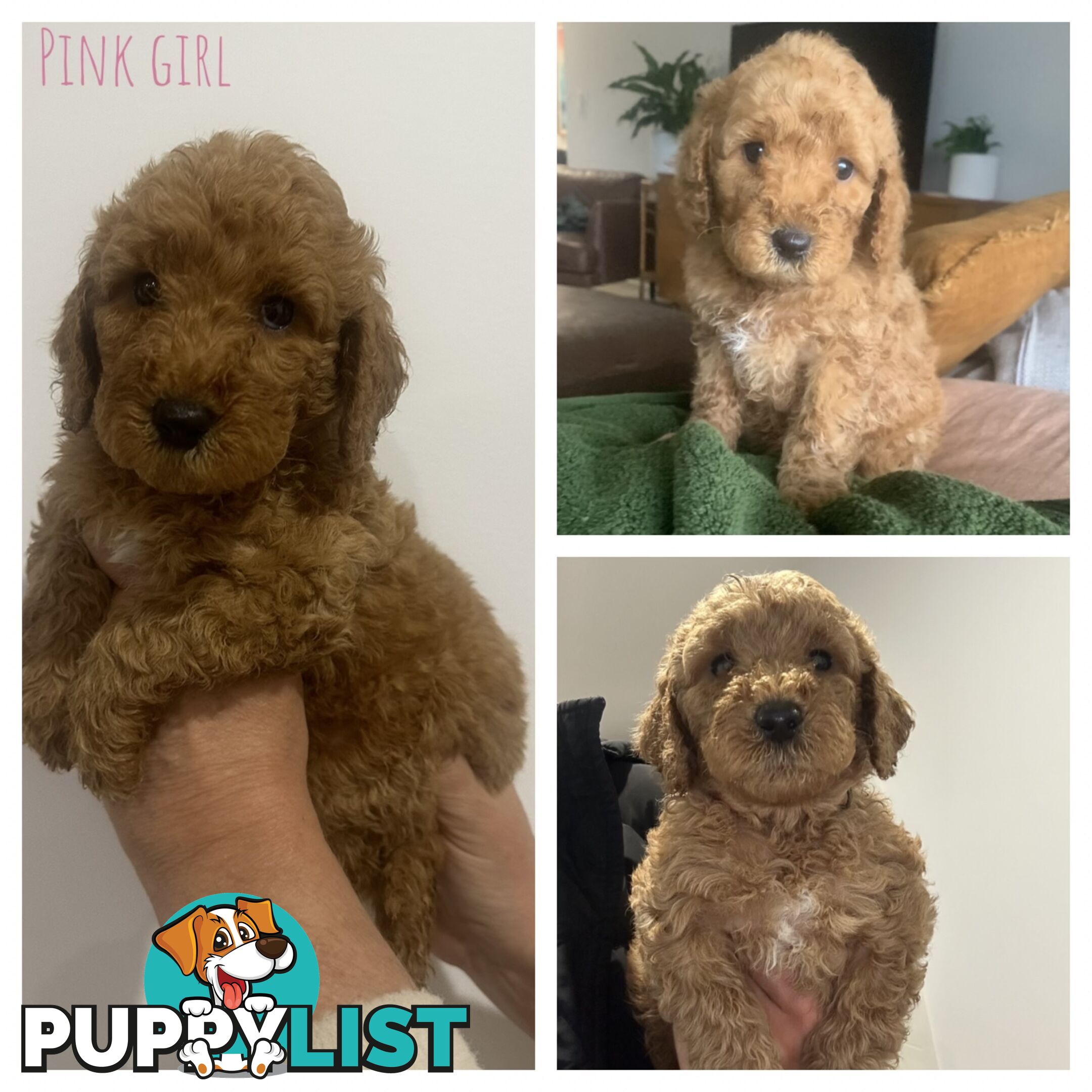 Beautiful Spoodle Puppies