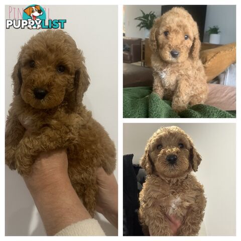 Beautiful Spoodle Puppies