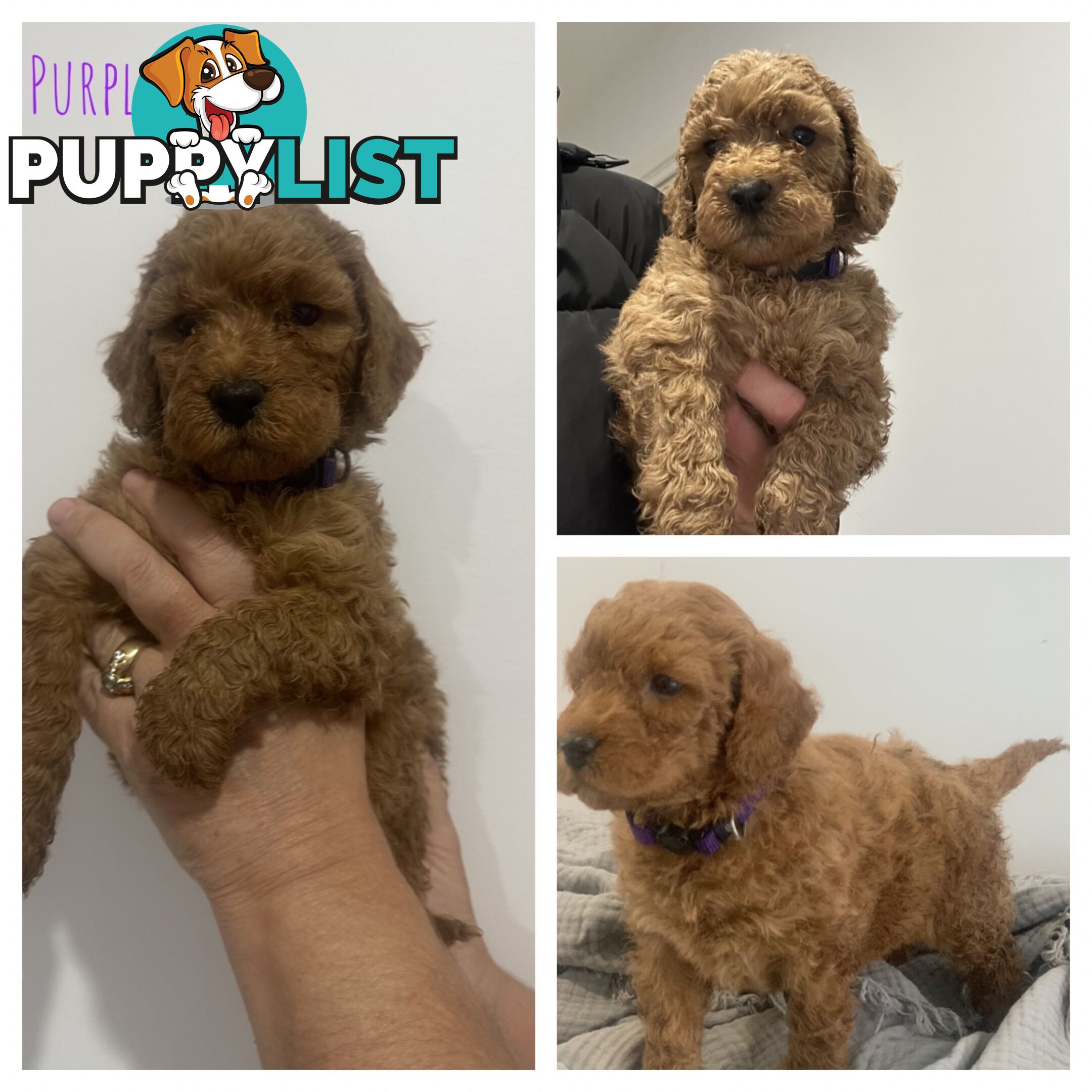 Beautiful Spoodle Puppies