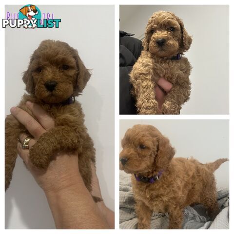 Beautiful Spoodle Puppies