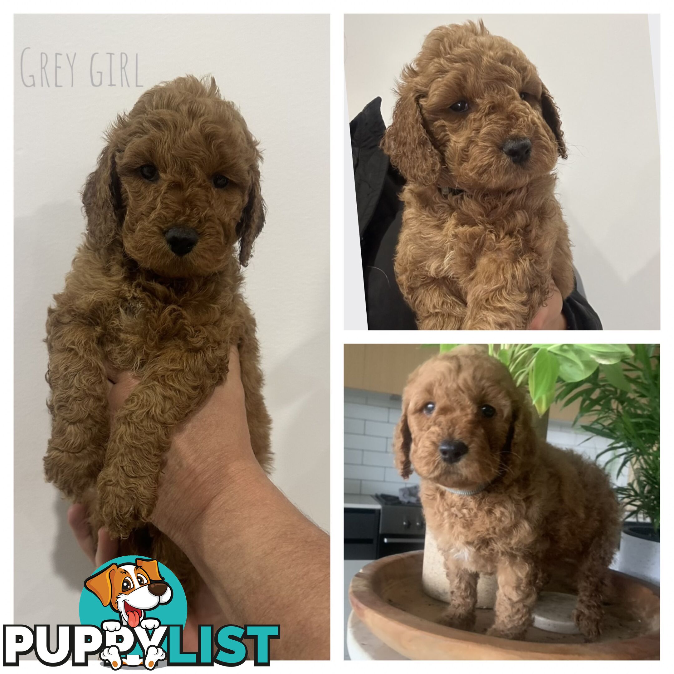 Beautiful Spoodle Puppies