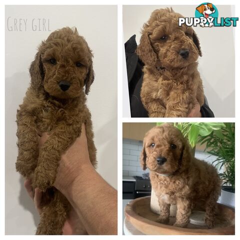 Beautiful Spoodle Puppies