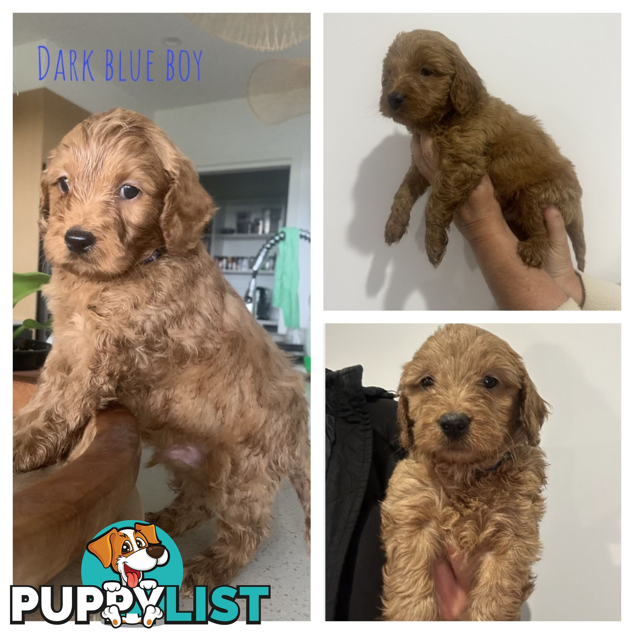 Beautiful Spoodle Puppies