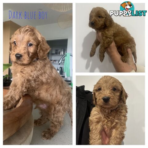Beautiful Spoodle Puppies