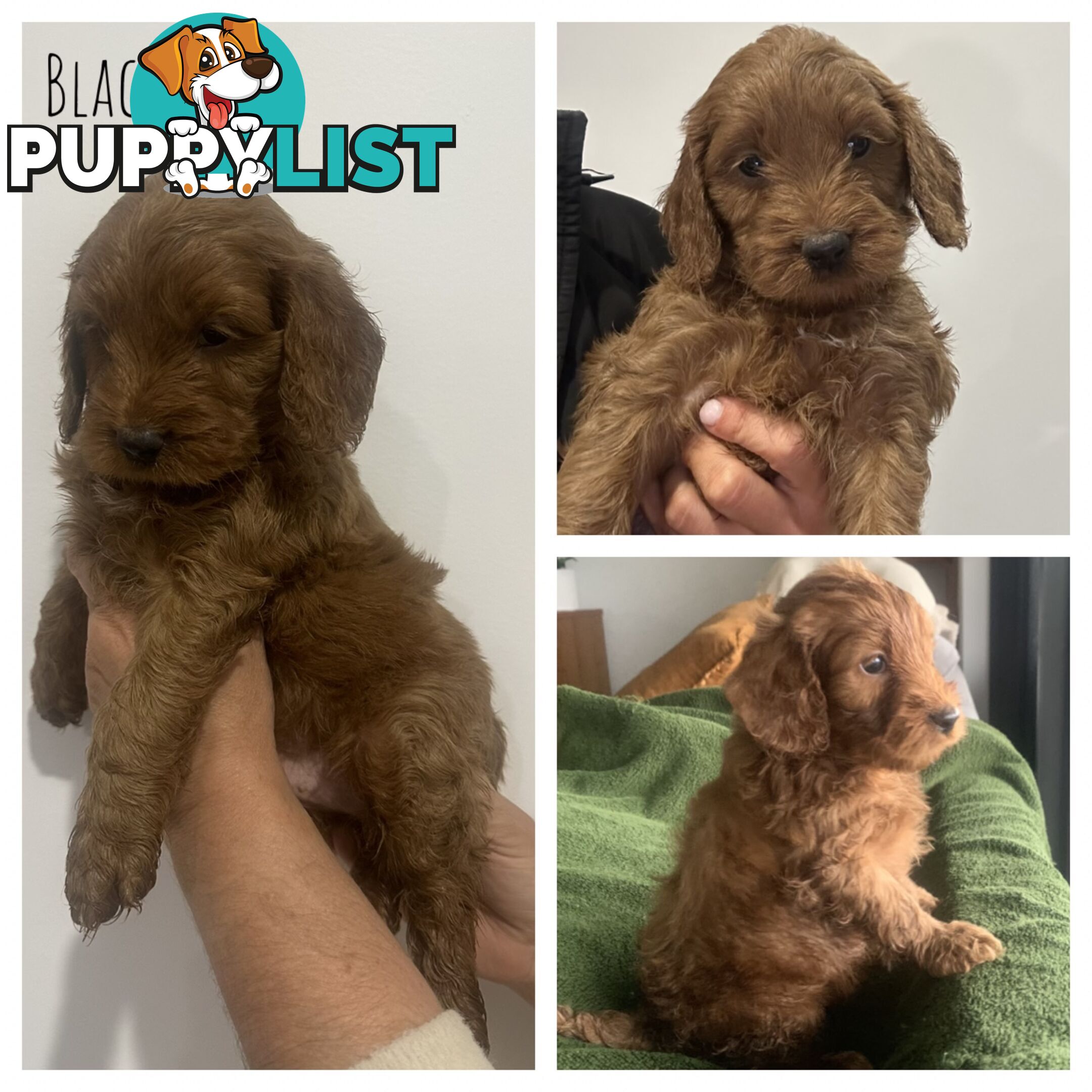 Beautiful Spoodle Puppies