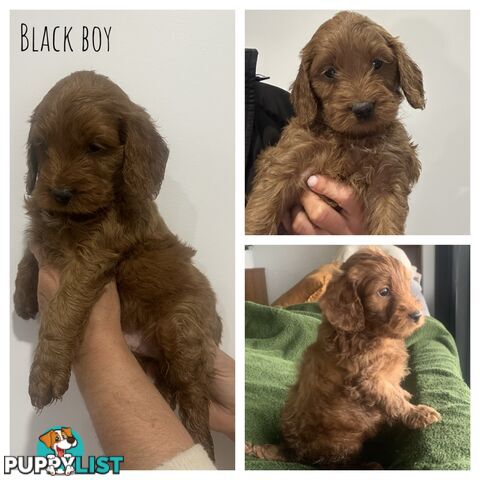 Beautiful Spoodle Puppies