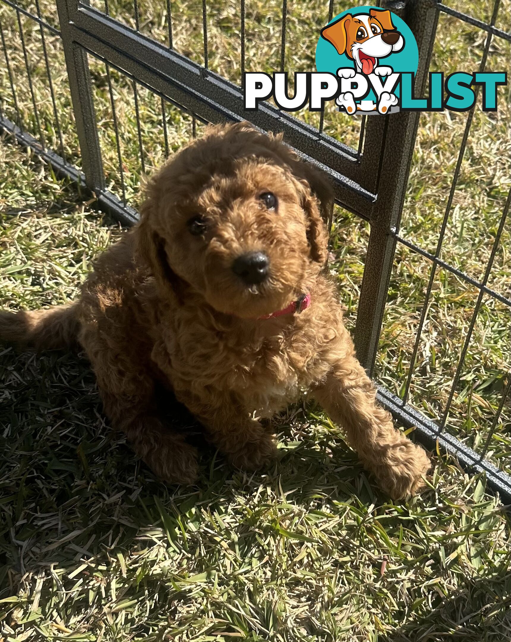Beautiful Spoodle Puppies