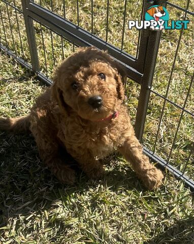 Beautiful Spoodle Puppies