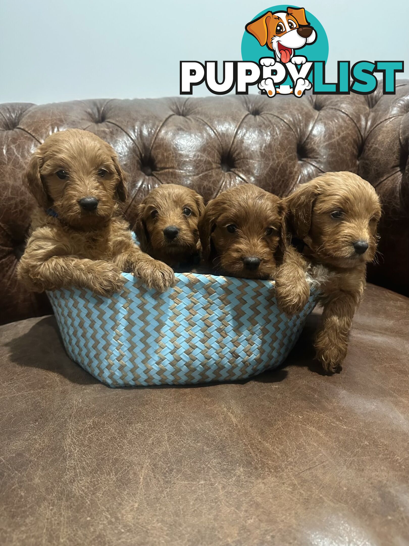 Beautiful Spoodle Puppies